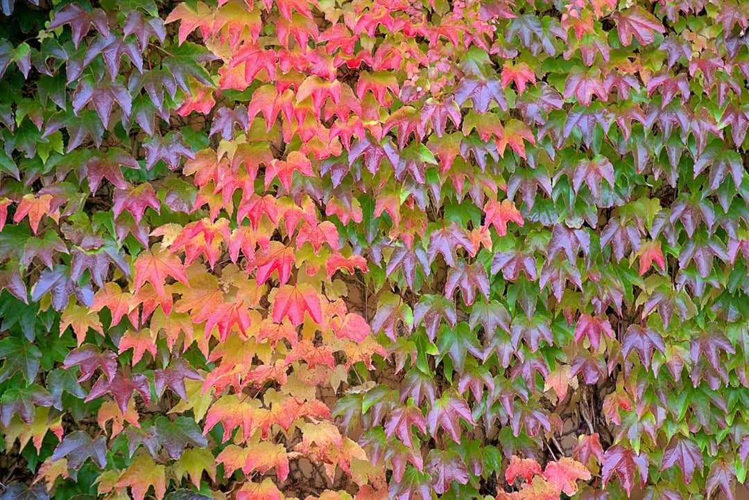 multi colored flower seeds