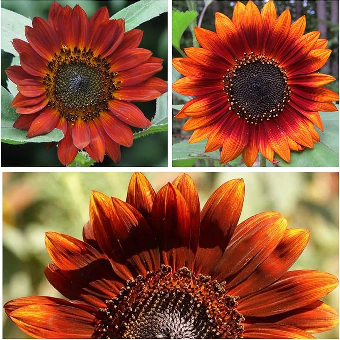 golden sunflower flower seeds