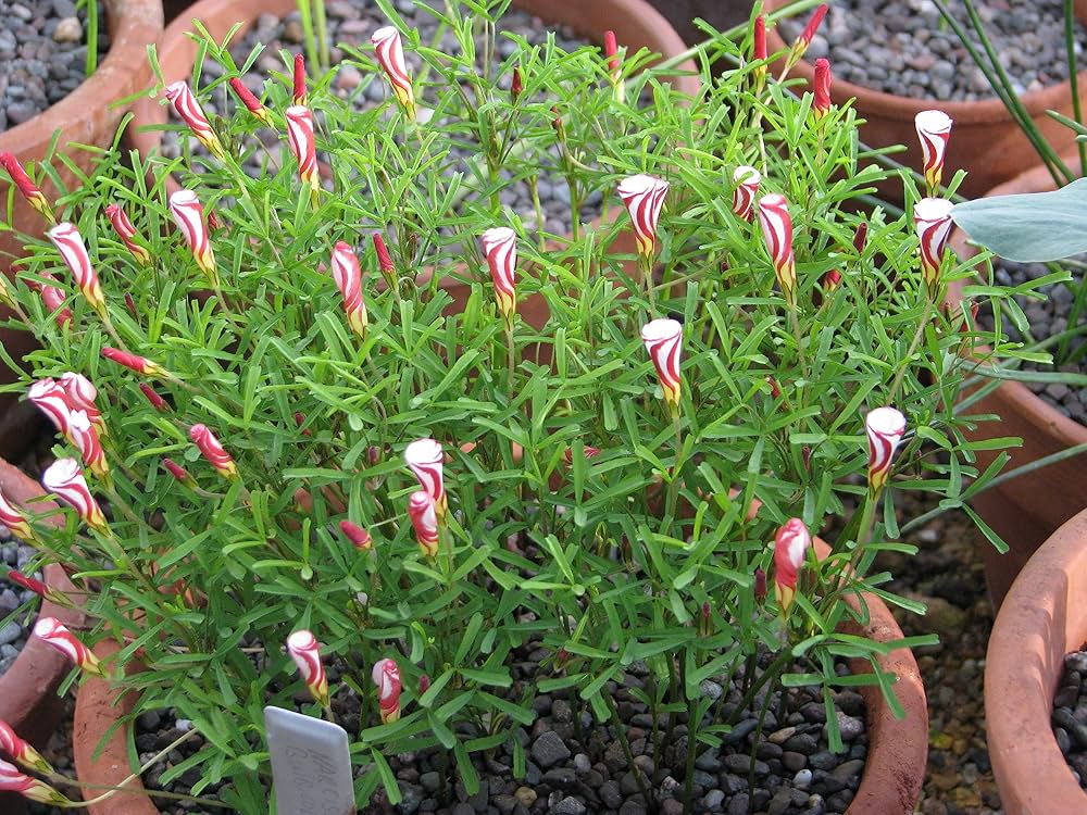 oxalis versicolor flower seeds