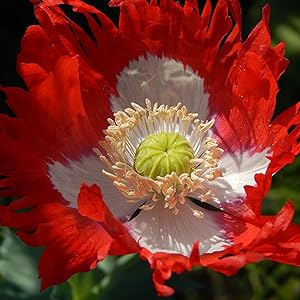 red white flower seeds