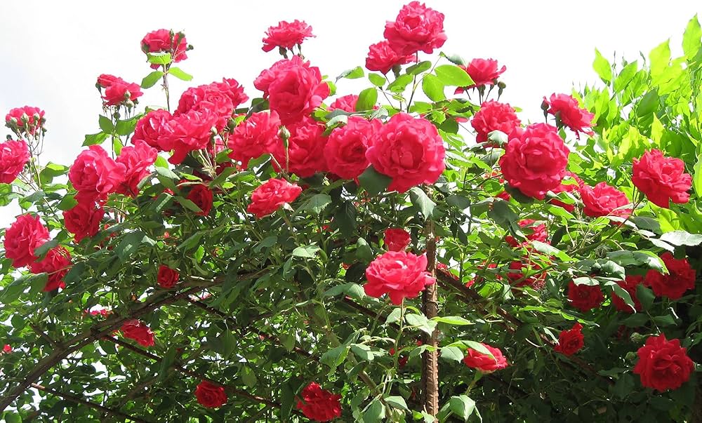Red Climbing Rose Seeds for Planting - Non-GMO, Heirloom Flower Seeds for Beautiful Gardens