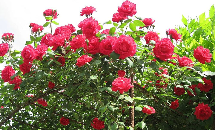 Red Climbing Rose Seeds for Planting - Non-GMO, Heirloom Flower Seeds for Beautiful Gardens