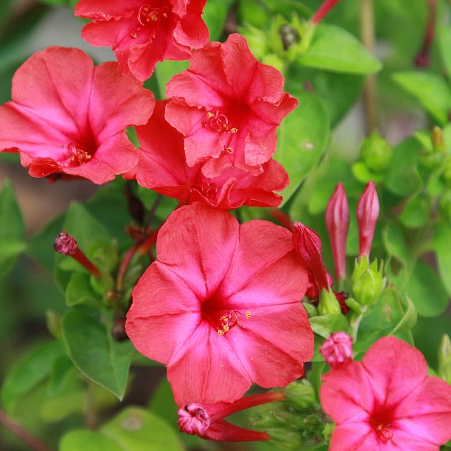 pink four flower seeds
