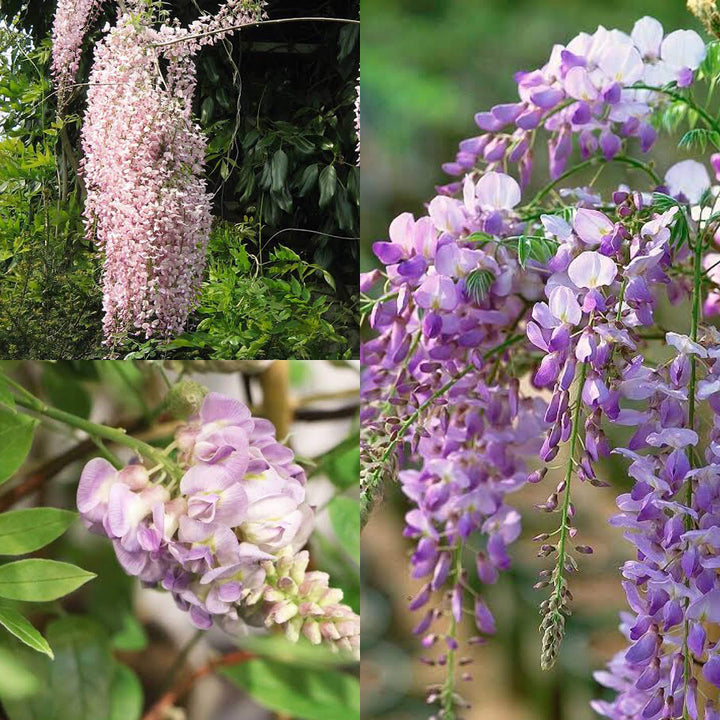 Multi-Colored Wisteria Flower Seeds – Heirloom Non-GMO Climbing Seeds for Planting