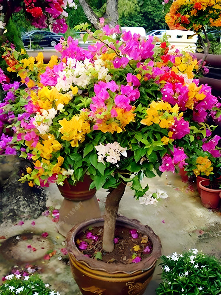 Bougainvillea Blandede Farve Blomsterfrø til Plantning 100 stk