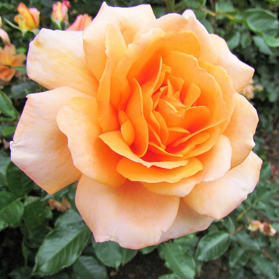 golden rose flower seeds