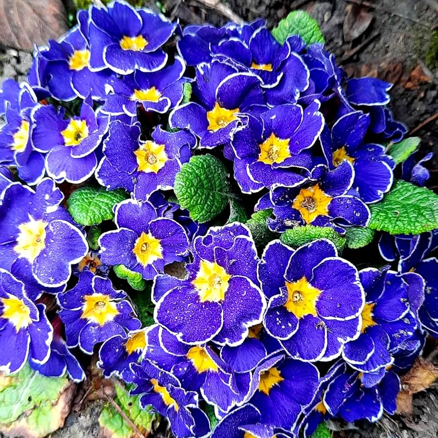 Primula Malacoides Flower Seeds for Planting – Heirloom, Non-GMO, Violet Yellow, High Germination Garden Seeds