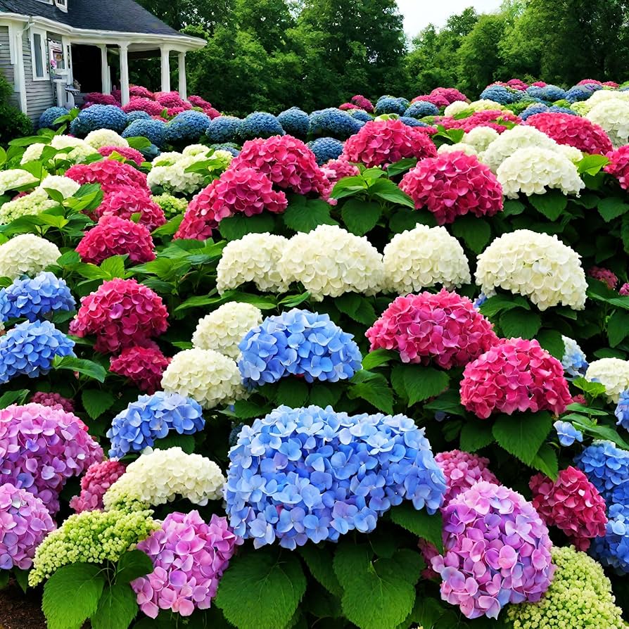 hydrangea macrophylla flower seeds