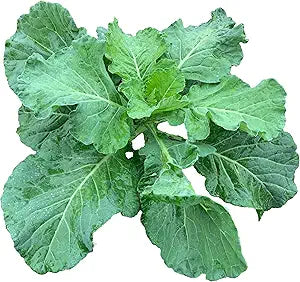 Georgia Collard Greens Seeds – Heirloom, High Yield, Fast-Growing