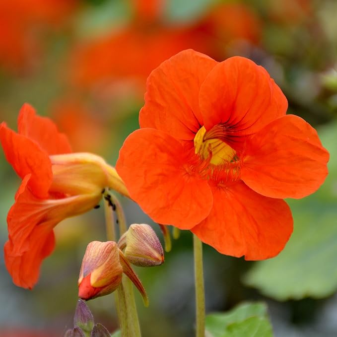 orange organic flower seeds