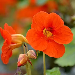 nasturtium tropaeolum flower seeds