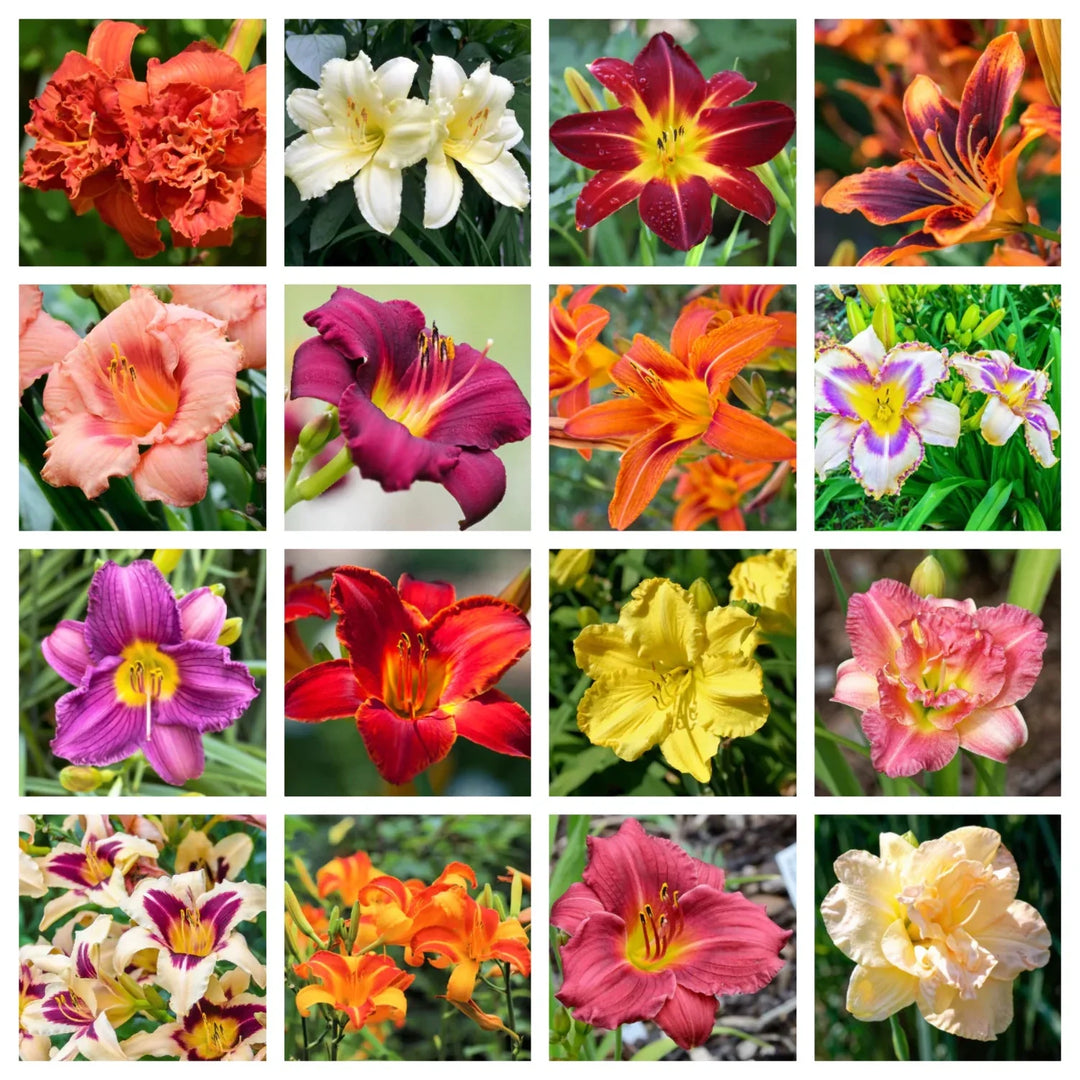 tawny daylily flower seeds