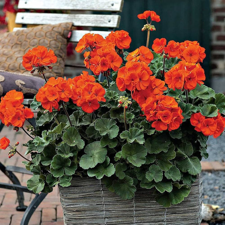 Orange Red Geranium Flower Seeds – Heirloom Non-GMO High Germination Seeds for Garden Planting
