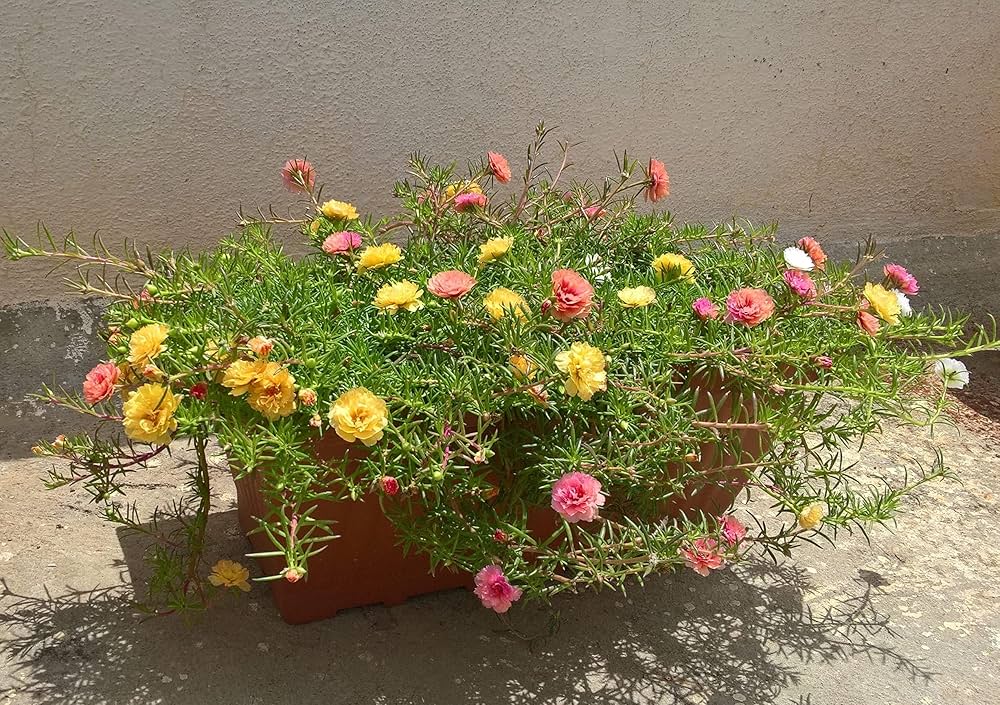 lock flower flower seeds