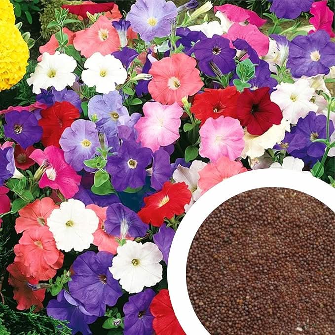 climbing petunia flower seeds
