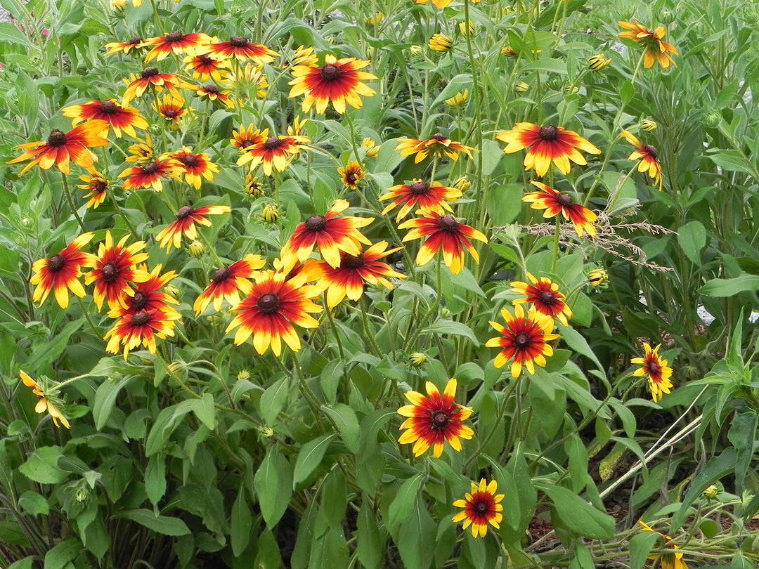 gloriosa daisy flower seeds