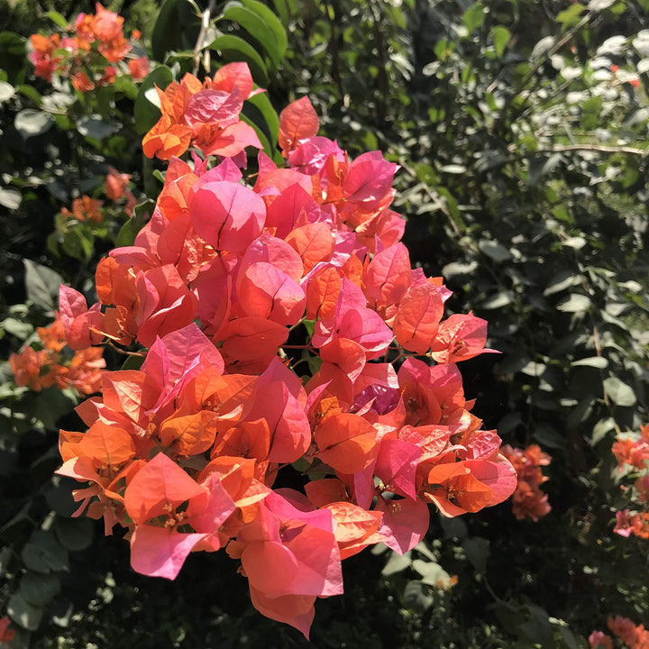 Orange Pink Bougainvillea Flower Seeds for Planting – Heirloom, Non-GMO, High Germination Climbing Seeds