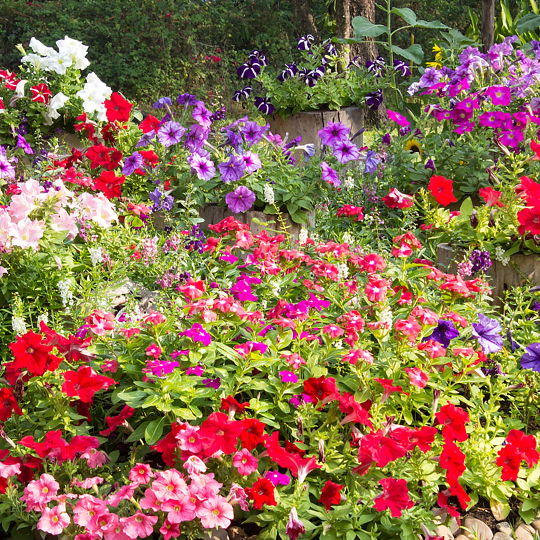 heirloom mixed flower seeds