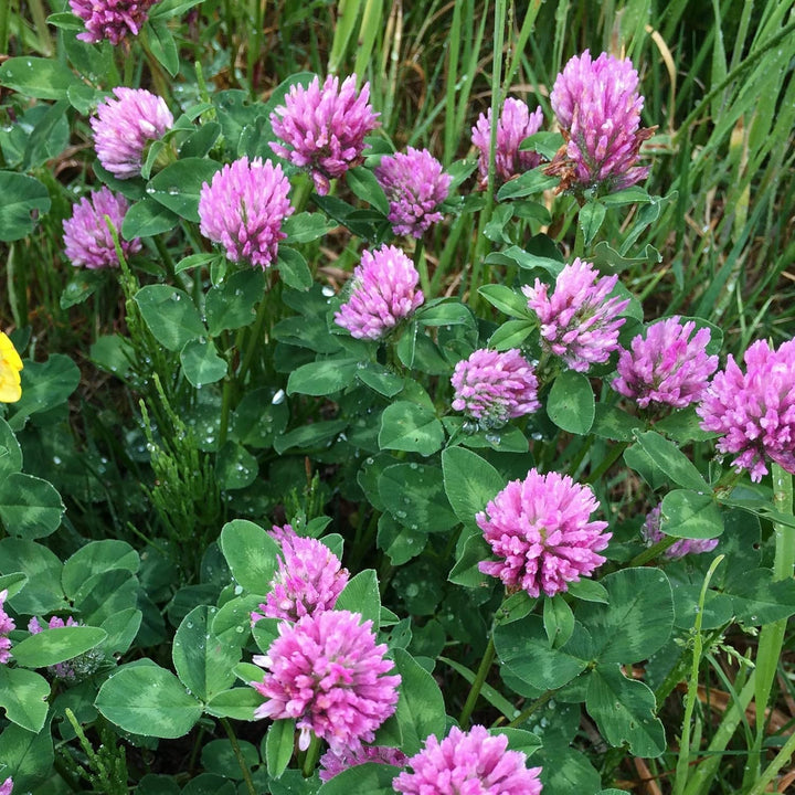 Heirloom Non-GMO Meadow Clover Flower Seeds – Bee-Friendly Blooms for Garden Planting