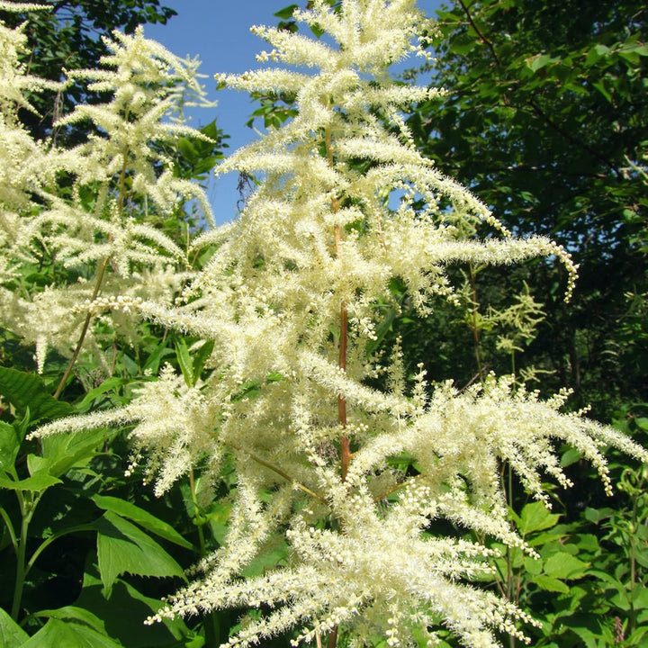 Aruncus Flower Seeds for Planting - 100 pcs