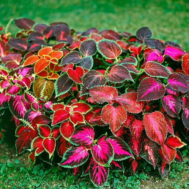 Heirloom Rainbow Coleus blomsterfrø til plantning, ikke-GMO frø