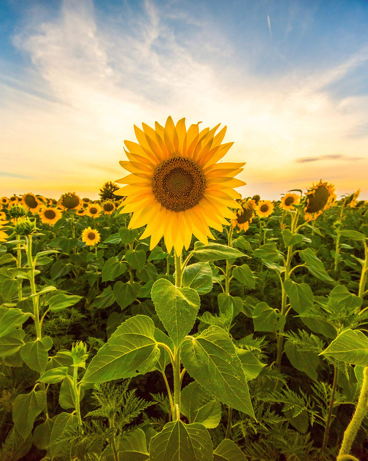 Mammoth solsikke blomsterfrø til plantning