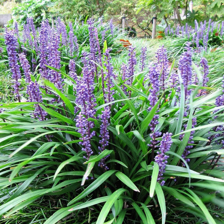 Monkey Grass Seeds for Planting – Low Maintenance Ground Cover, Drought Tolerant, Heirloom & Non-GMO Seeds