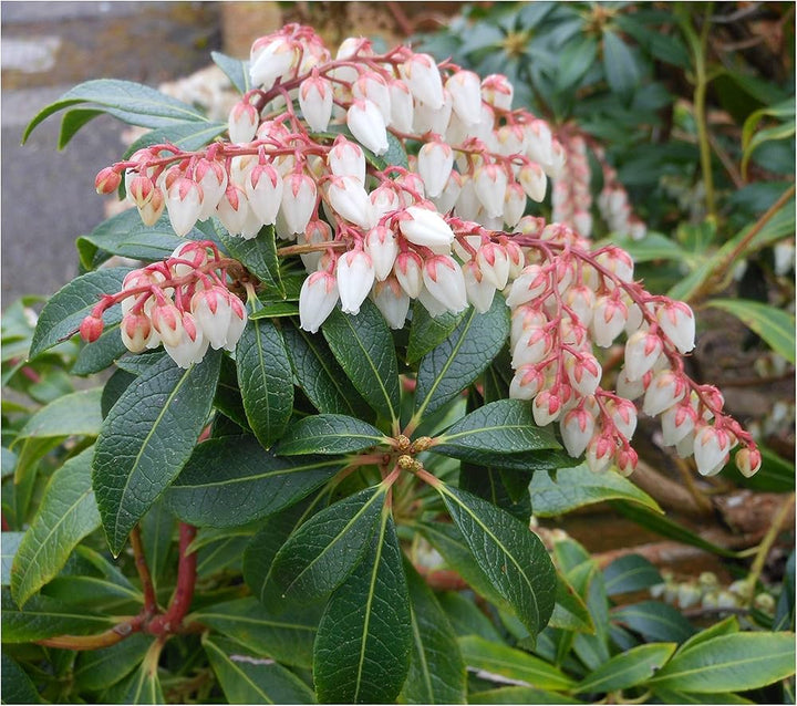 Pieris Japonica Flower Seeds for Planting, 100 pcs