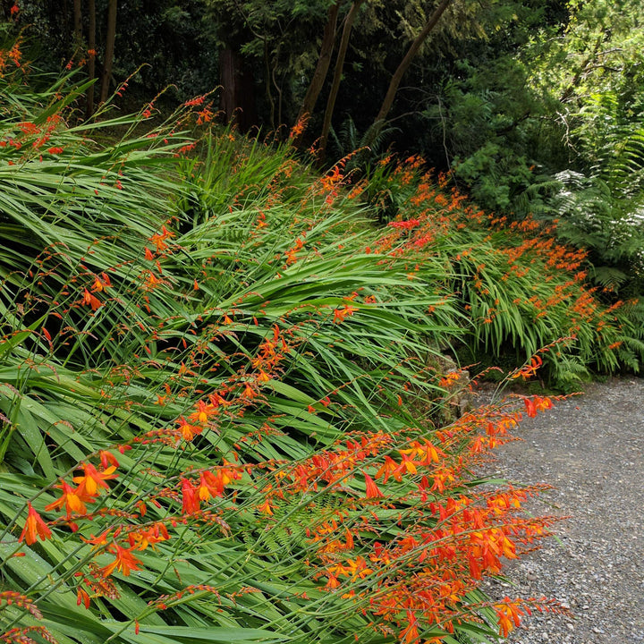 Crocosmia blomsterfrø til plantning 100 stk