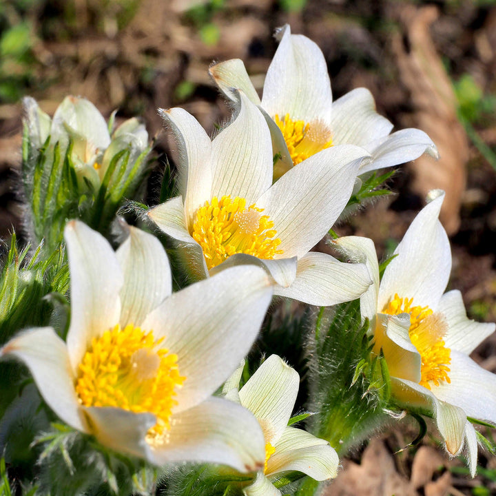 White Anemone Pulsatilla Flower Seeds for Planting – Heirloom, Non-GMO, High Germination Elegant Spring Blooms