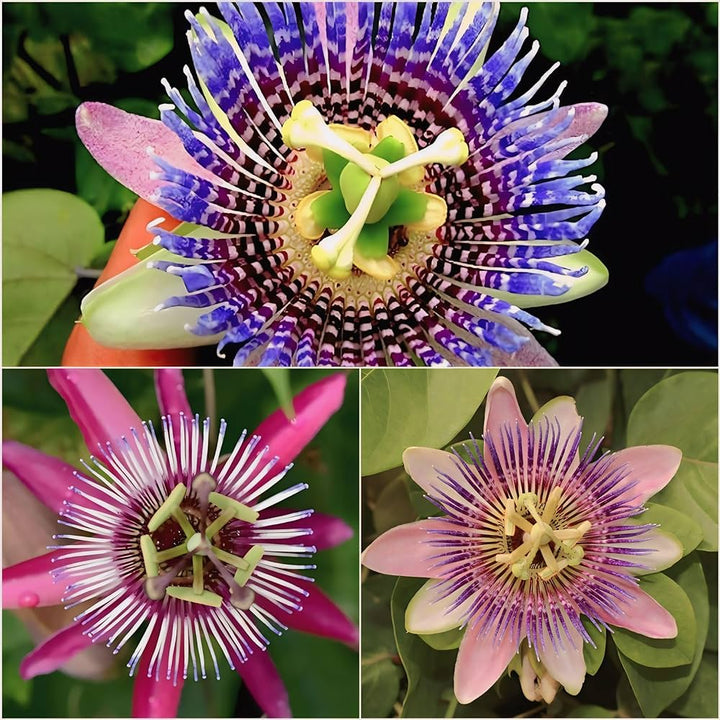 Multi-Colored Passion Flower Seeds for Planting – Heirloom, Non-GMO, High Germination Exotic Climbing Vine Seeds