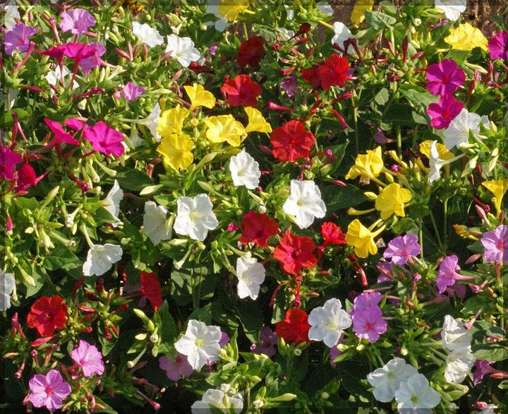 Mixed Jalapa Flower Seeds for Planting – Heirloom, Non-GMO, High Germination Organic Garden Seeds