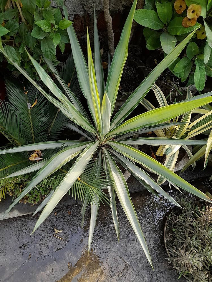 Yucca Elata plantefrøsæt til hårdføre, dekorative planter 100 stk