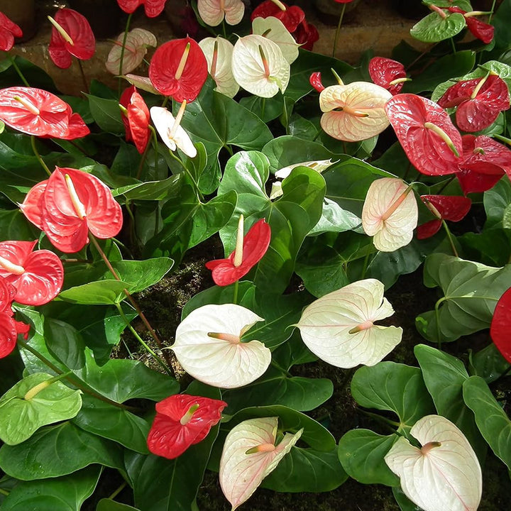 Flower Seeds, Seeds for Planting, Plant Seeds