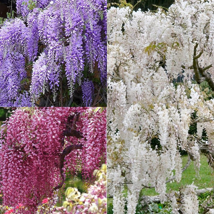 Multi-Colored Wisteria Flower Seeds – Heirloom Non-GMO Climbing Seeds for Planting