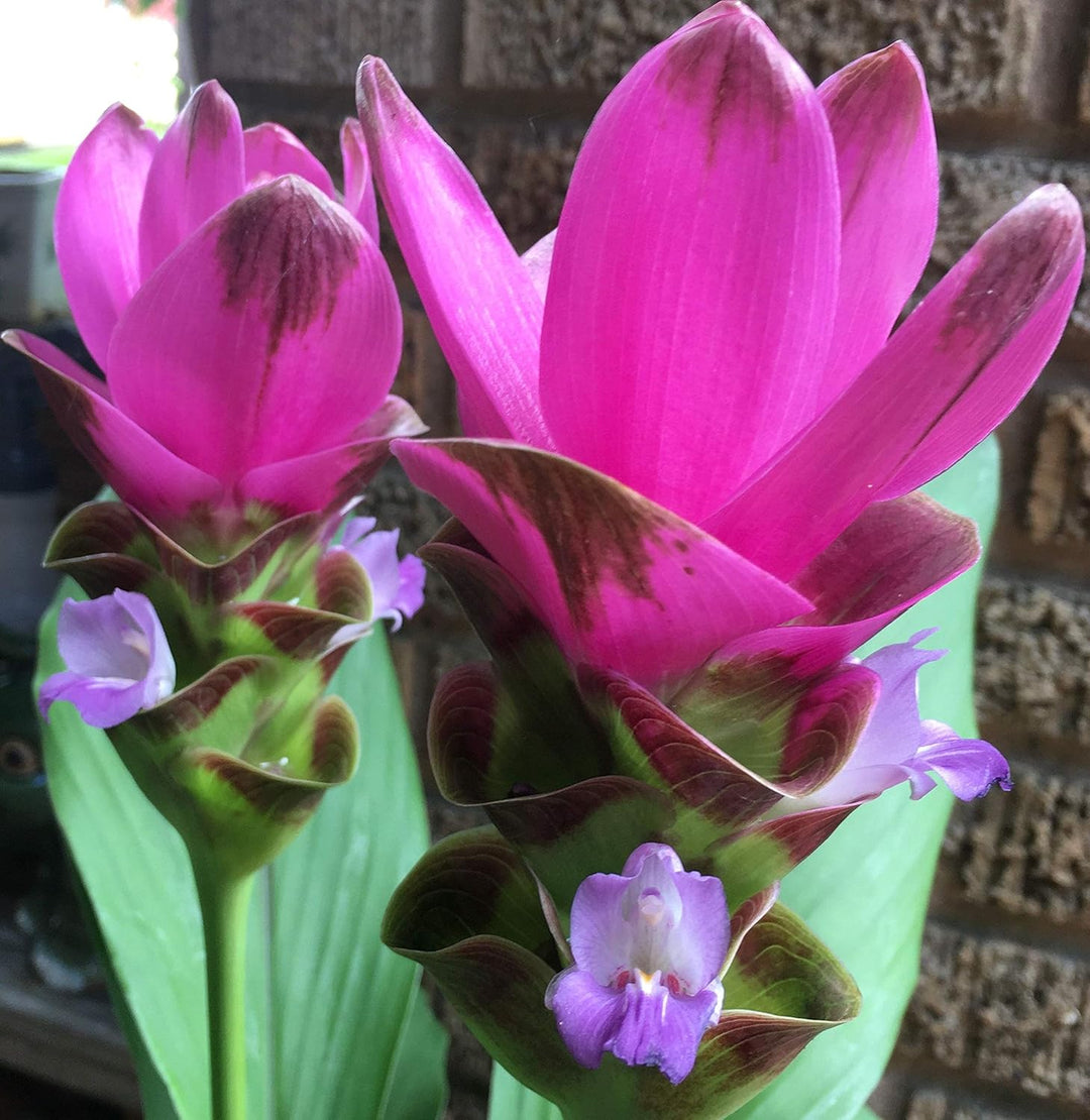 Flower Seeds, Seeds for Planting, Plant Seeds