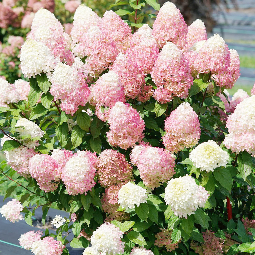 Vainilla Hortensia Flower Seeds for Planting 100 pcs