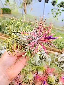 Mixed Colour Airplant Seeds for Planting 100 pcs