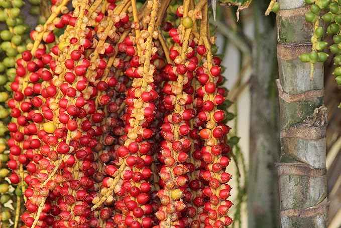 Green World Christmas Palm/Adonidia merrillii/Manila Palm Ornamental tree seeds for Planting - Heirloom Seeds