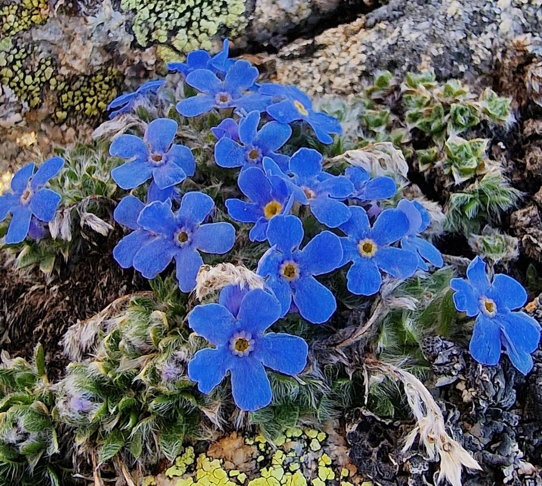 alpine flower flower seeds