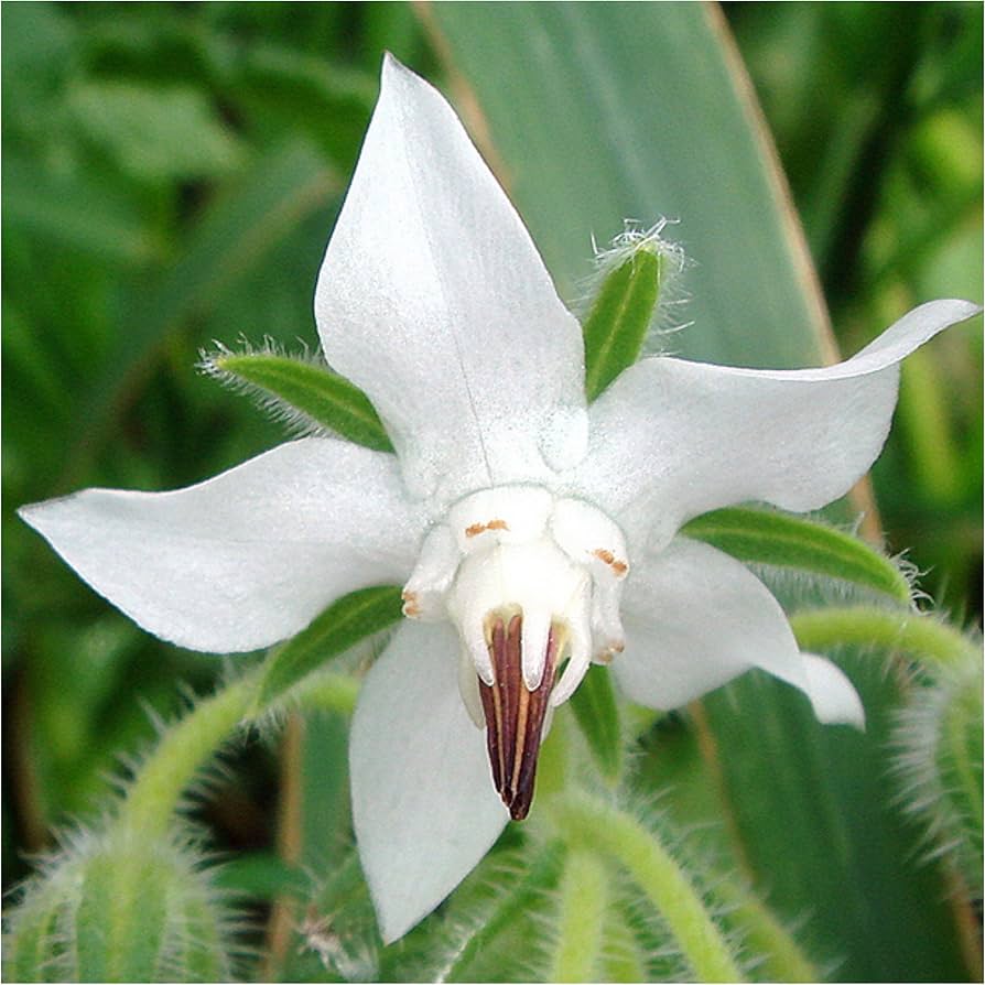white borage flower seeds