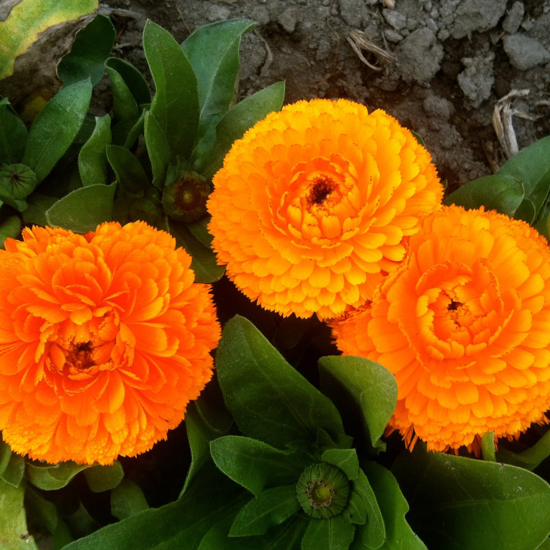 Red Calendula Flower Seeds for Planting - 100 pcs