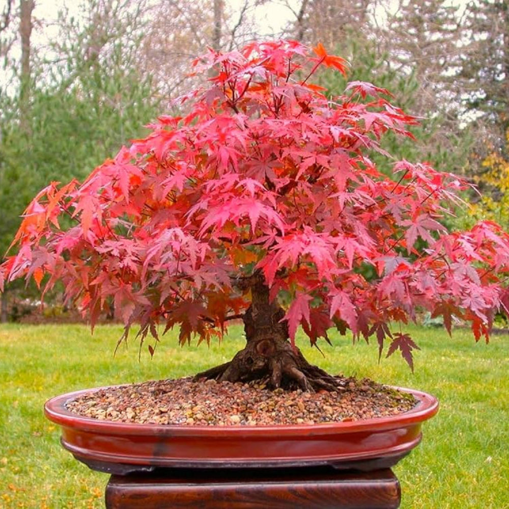 red advanced flower seeds