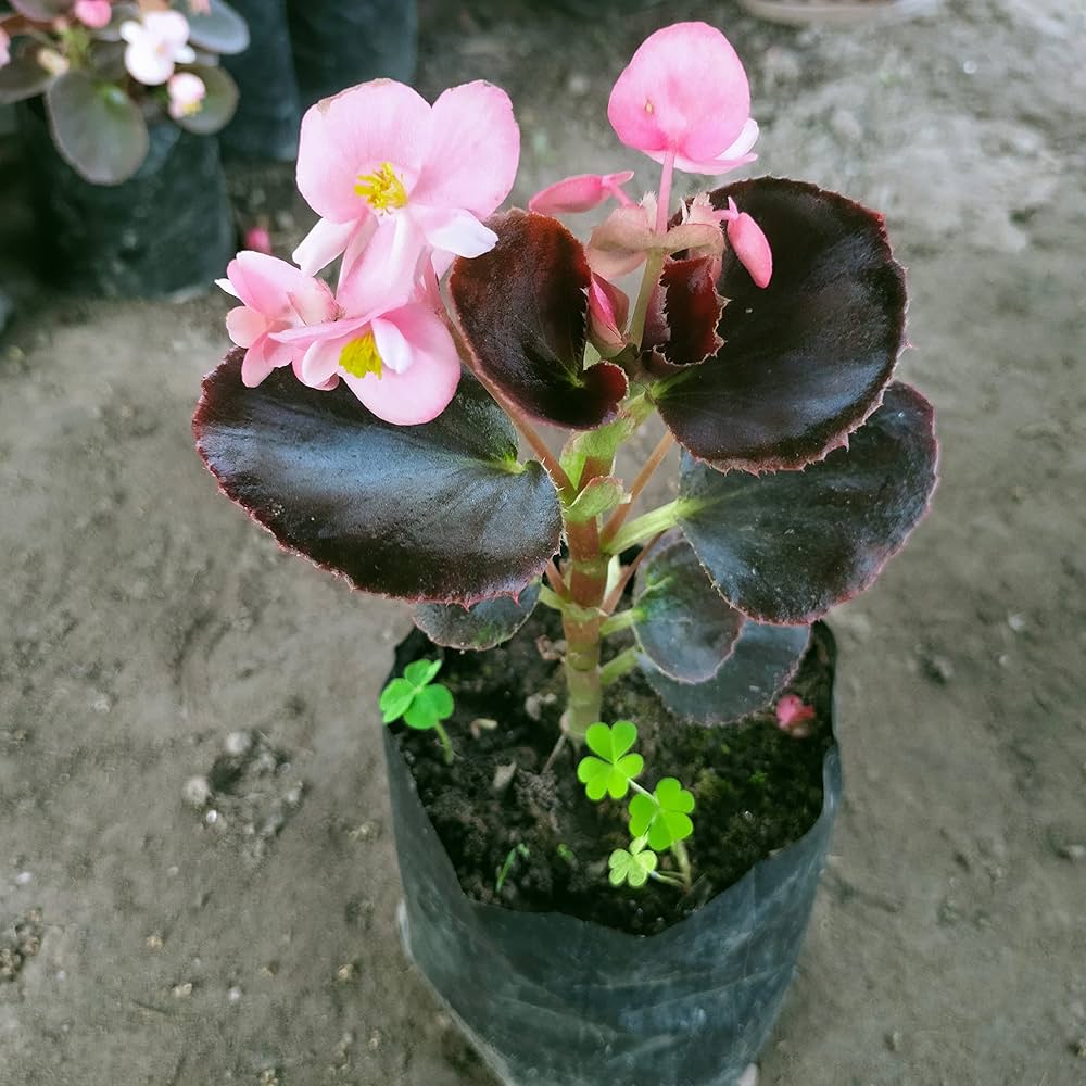 begonia hardy flower seeds