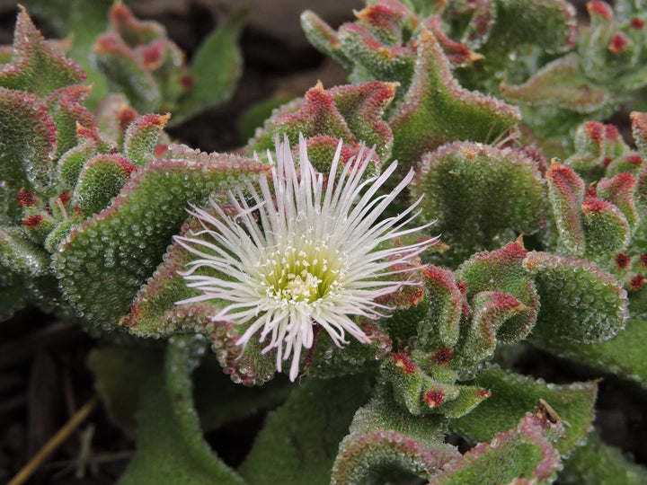 Iceplant Mesembryanthemum Crystallinum Seeds for Planting