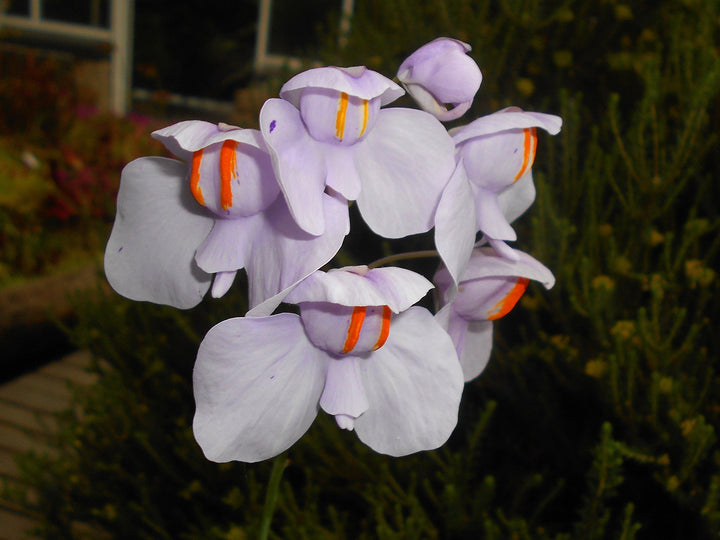 Utricularia blomsterfrø til udplantning, 100 stk