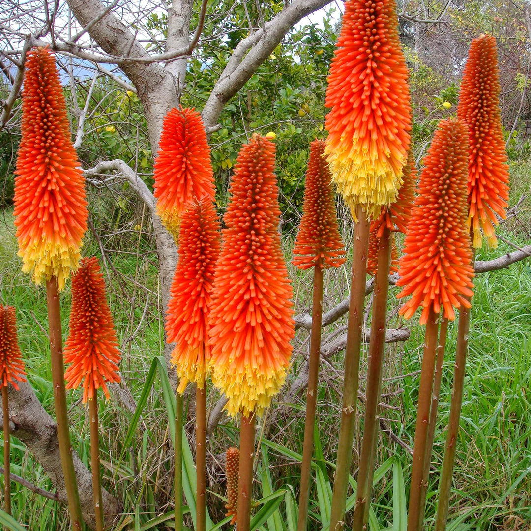 Red Hot Poker Plant Seeds for Planting, Fresh, 100 pcs