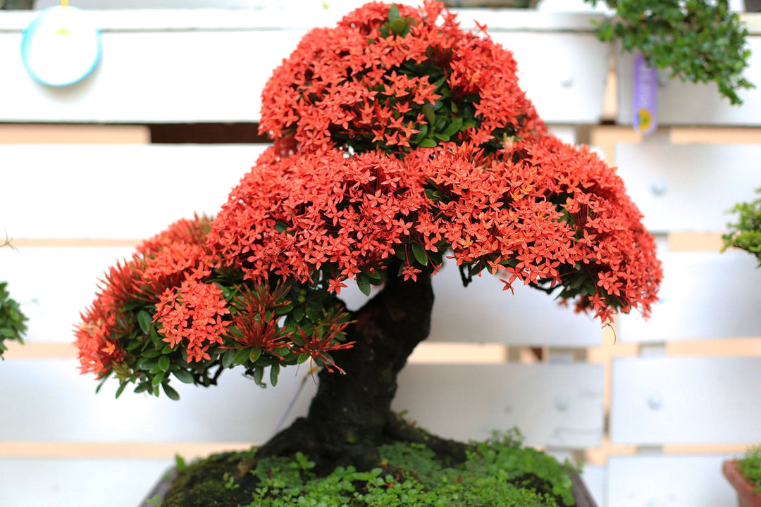 sakura prunus flower seeds