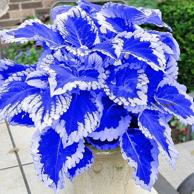 begonia flower flower seeds