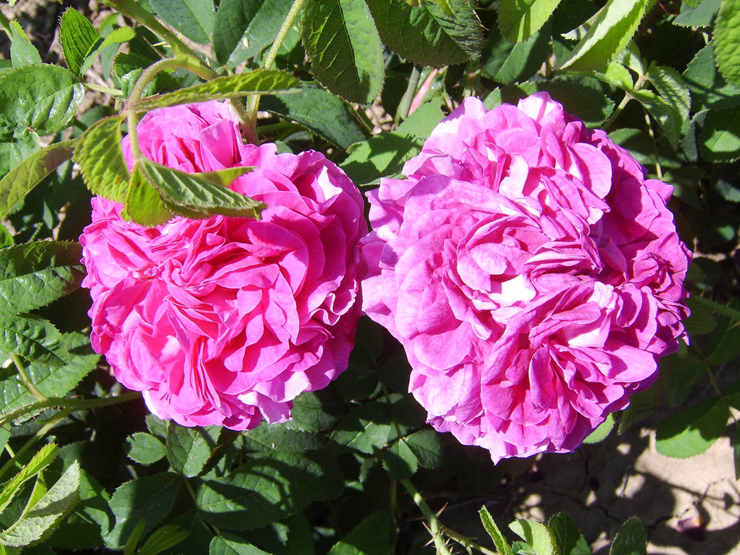 charles de flower seeds